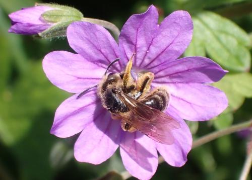 Réf. 344 157 : Andrena sp.